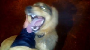 Собака загрызла человека насмерть 18+