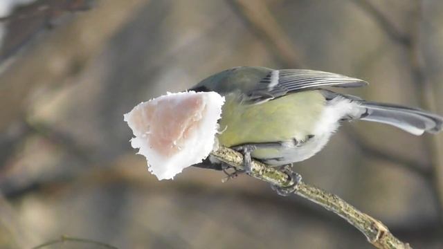 Большая любительница сала. Большая синица ( Parus major ) смотреть онлайн