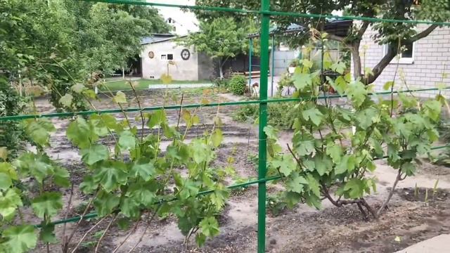 Важно!!!Сделайте это с виноградом!!! смотреть онлайн