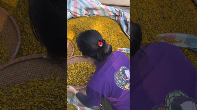 [Mocnhanvietnam] Trà Cúc Chi Không Sấy Nóng được Vì Sao?