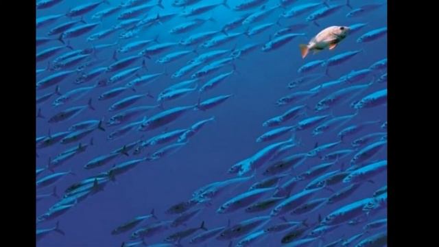 Тарас Райдужний - Бога следы смотреть онлайн