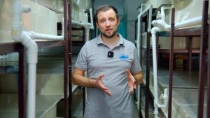 Как ПРАВИЛЬНО ОЧИЩАТЬ ВОДУ в УЗВ для АВСТРАЛИЙСКОГО РАКА | Австралийские раки разведение