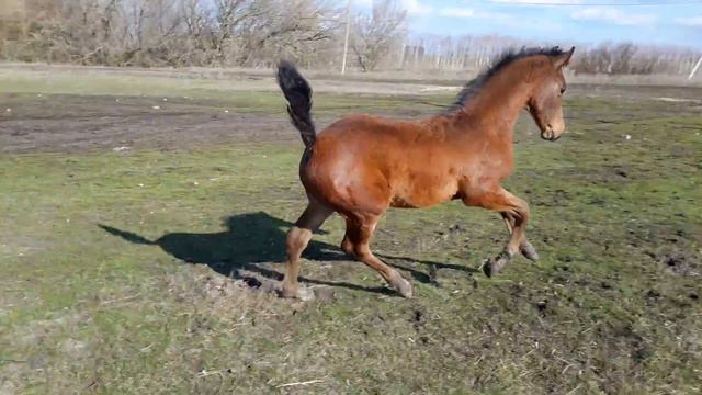 Русское конное племенное хозяйство Грабовских. Жеребец ОЛИМПИЙСКИЙ РЕКОРД РОССИИ. 3 месяца. смотреть онлайн