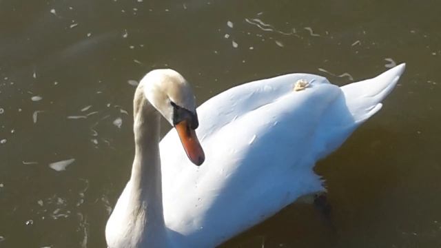Лебедь с хлебом на спине смотреть онлайн