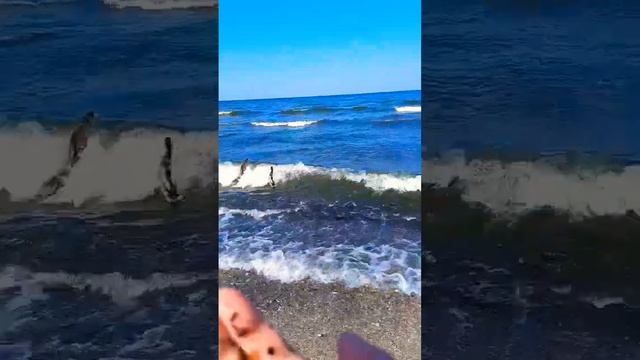 ЯНТАРЬ И УТКИ В БАЛТИЙСКОМ МОРЕ смотреть онлайн