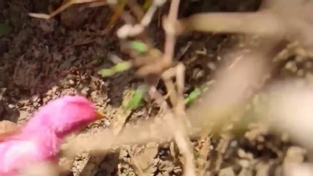 Catch cute Chicken, Rainbow Chicken, Colorful Chicken, Duck, Big Catfish смотреть онлайн