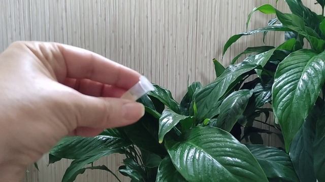 Женское Счастье (Спатифиллум) Погибает, не Паникуйте, есть Препарат смотреть онлайн