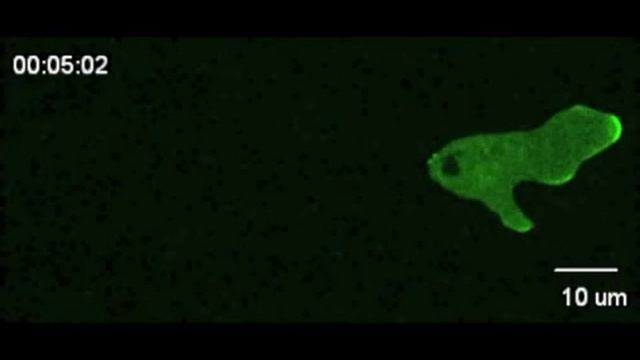 The physics of eukaryotic chemotaxis (supplemental video 1) смотреть онлайн