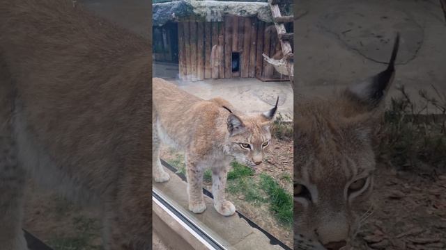 Рысь, Московский зоопарк смотреть онлайн