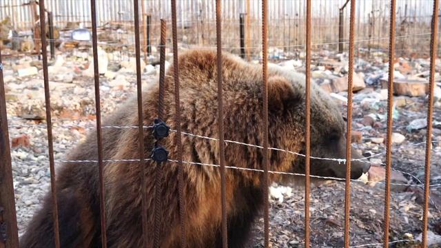 Посещение Центра реабилитации диких животных "Феникс". смотреть онлайн
