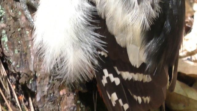 Лес.. Грибы ..Птенец Дятла ..Красота  ..Музыка .. Отдыхаем .?.  Все  для Души и релаксации...