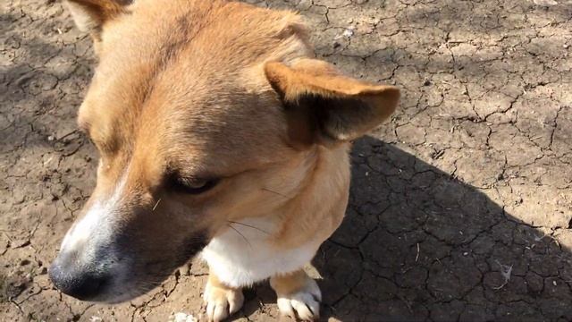 Голубые мускусные утки начали нестись смотреть онлайн