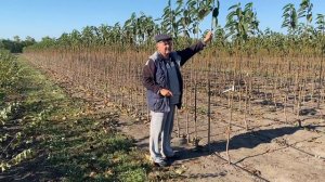 Сроки проведения окулировки . Изучение новейших , перспективных сортов черешни .