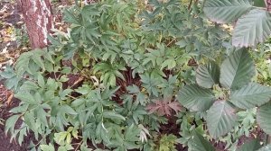 Варианты размножения древовидного пиона. Осенний уход.