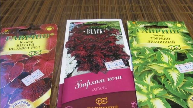 Продолжаю январские посевы. Колеус, агератум, синеголовник, аспарагус, лук. смотреть онлайн