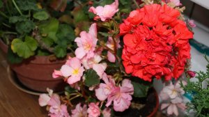 Секреты пышного цветения пеларгоний  Пересаживаем комнатную герань