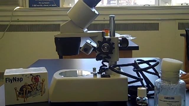 Drosophila Lab.mp4 смотреть онлайн