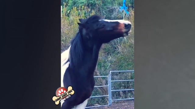 🐎 How Horses Have Fun 🤪 Funny Cute Cats Dogs 2021 смотреть онлайн
