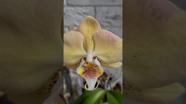 Красивые ДОМАШНИЕ ОРХИДЕИ??? Цветут??? Phal. Legato? смотреть онлайн