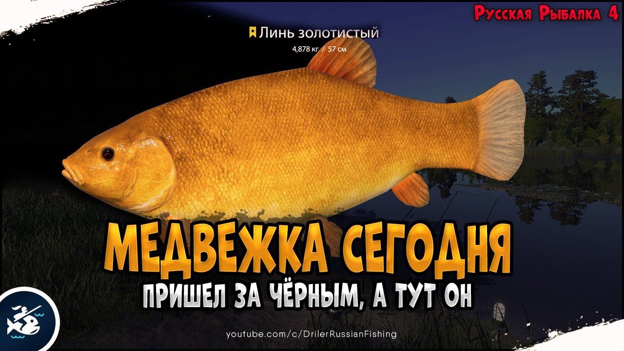 За Амуром Чёрным на Медвежку • Ждем трофейного черныша • Driler - Русская Рыбалка 4