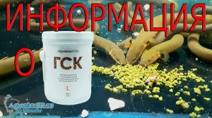 Гречишно-спирулиновый корм для рыбок - ГСК - стоит узнать о нём побольше