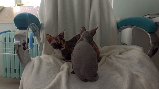 Купили котёнка // Сфинкс лысый смотреть онлайн