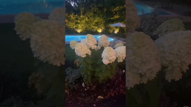 Вечер, Living Magical Candle #гортензии #гортензия #метельчатыегортензии #обрезкагортензии #садмечт смотреть онлайн