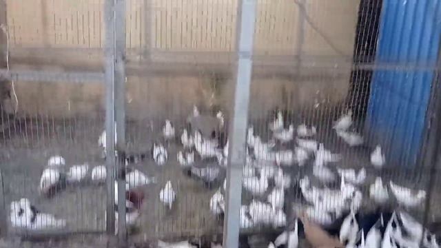 Голуби в Михайловске, Геннадий смотреть онлайн