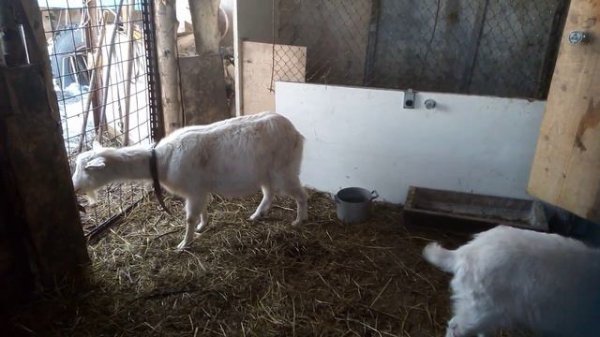 Плюсы козоводства. Козоводство -- это просто!!