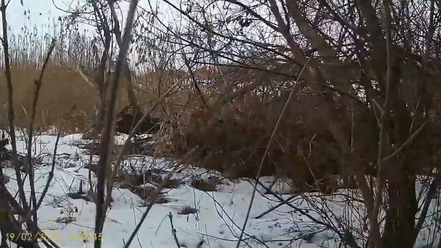 Грибы зимние опята (Фламулина) в конце февраля 2022г смотреть онлайн