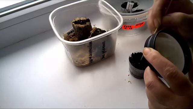 Всходы бегоний не растут/Создаем стрессовую ситуацию для ростков бегонииstressfulsituation forbegon смотреть онлайн