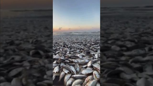 ?? Это не Каховское водохранилище после взрыва дамбы, это пляж в Техасе, усеянный тысячами мёртвых смотреть онлайн