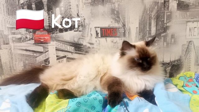 Как звучит слово кошка на разных языках смотреть онлайн