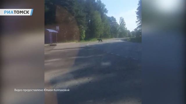 Медведь у села Вершинино в Томском районе смотреть онлайн