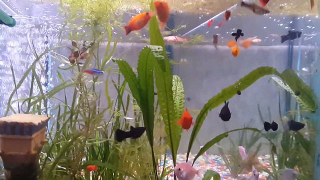 Балашиха разведения рыб в домашних условиях смотреть онлайн