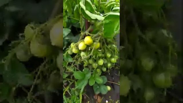 Томат Поцелуй Герани смотреть онлайн