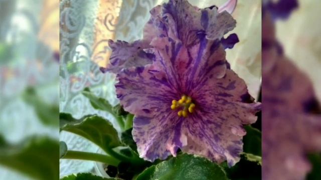 50 ФОТО ФИАЛОК С НАЗВАНИЯМИ СОРТОВ. смотреть онлайн