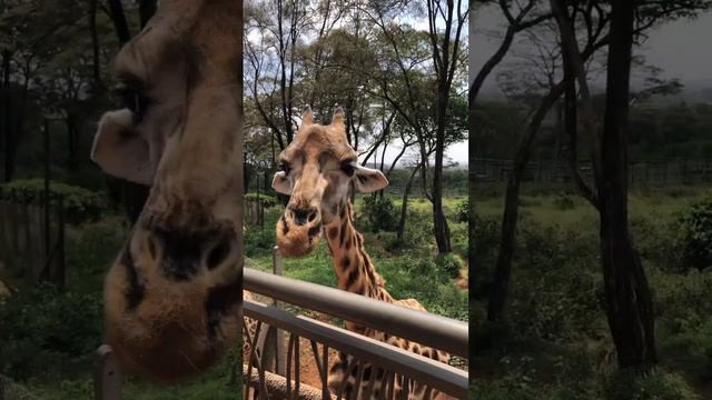 Hungry Giraffe?| #wildanimals #africanwildlife #natgeowild #giraffe #shorts смотреть онлайн