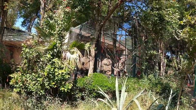 Прогулка в кувейтский зоопарк - Kuwait Zoo
