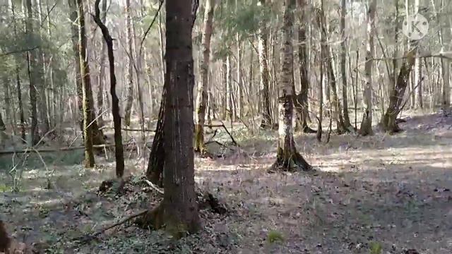 Прогулка в лесу/Разходка в гората/Walk in the forest 15.04.2021 #Лосиныйостров #лес #прогулка смотреть онлайн