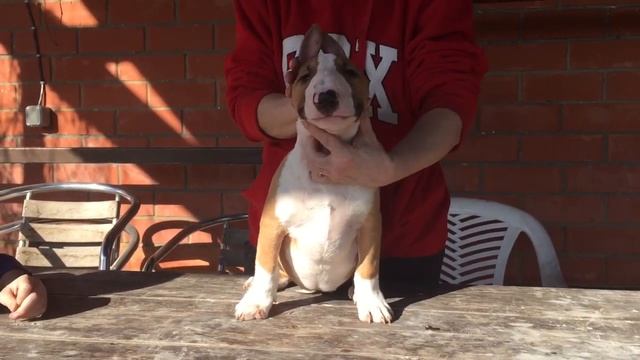 Бультерьера стандартного девочка