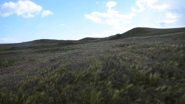 Синие цветы мая смотреть онлайн