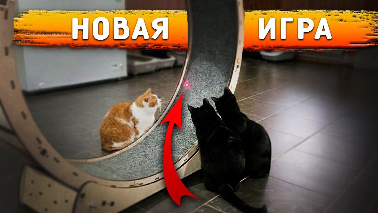 Нукер САМ поднялся на 2 этаж. Кошки от лазера сошли с ума. Кузя отказывается есть после прививки. смотреть онлайн