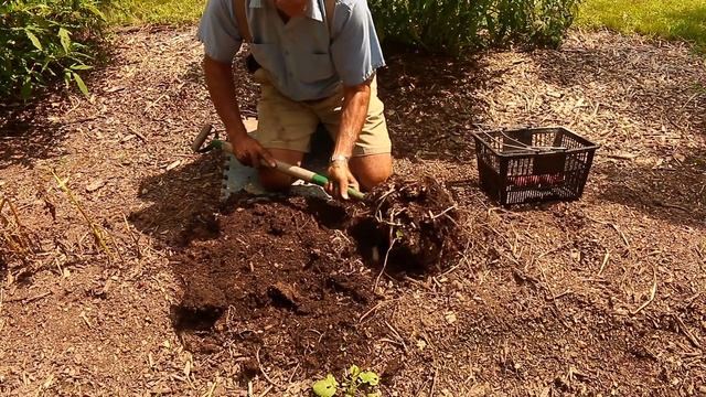 Let's Go Harvest Some Tasty and Delicious Red Norland Potatoes! смотреть онлайн