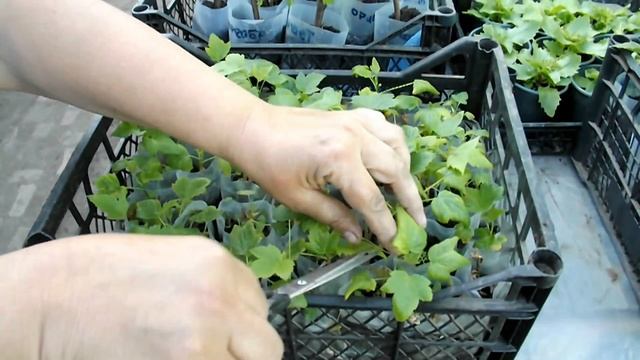 Чёрная смородина. Размножение черенками. смотреть онлайн