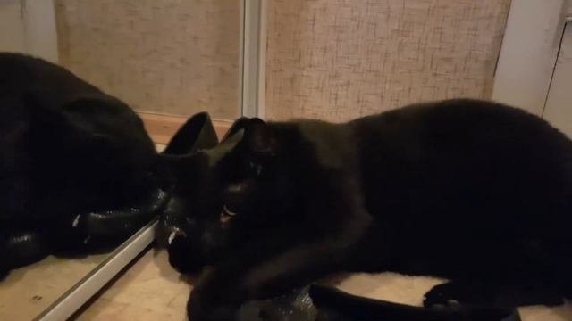 Кот (котэ & обувь) смотреть онлайн