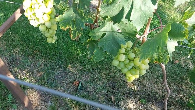 Бело- желто ягодные формы винограда на 23 августа смотреть онлайн