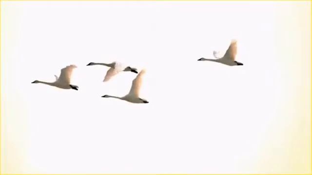 ЛЕБЕДИ ЛЕТЯТ смотреть онлайн