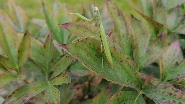 Богомол на наших пионах в Подмосковье 2023.