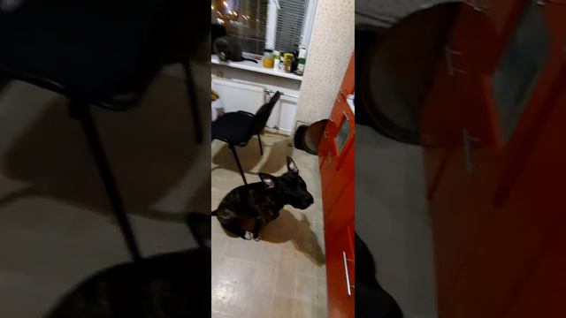 Как мой кот уживается с огромной собакой в одной квартире смотреть онлайн